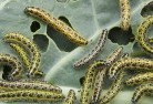 Oberinagarden-pests-and-diseases-6.jpg; ?>